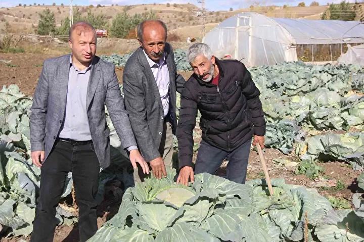 Ata Tohumlarıyla Yetiştirilen Lahana Hasadı Başladı