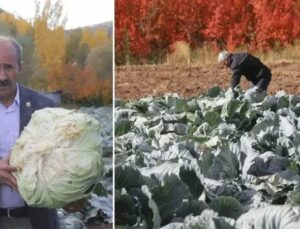 Ata Tohumlarıyla Yetiştirilen Lahana Hasadı Başladı