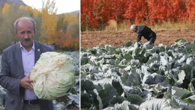 Ata Tohumlarıyla Yetiştirilen Lahana Hasadı Başladı