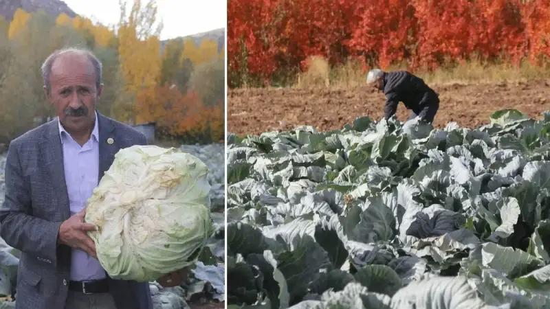 Ata Tohumlarıyla Yetiştirilen Lahana Hasadı Başladı