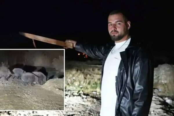 Atbakları Kontrol Ederken Domuz Sürüsüyle Karşılaşan Çiftin İlginç Anları