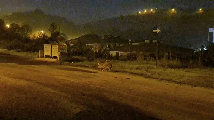 Bartinda Surpriz Goruntuler Suruler Halinde Cakallar ve Vahsi Hayvanlar