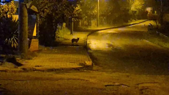 Bartinda Surpriz Goruntuler Suruler Halinde Cakallar ve Vahsi Hayvanlar