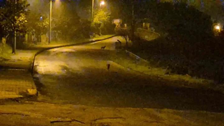 Bartinda Surpriz Goruntuler Suruler Halinde Cakallar ve Vahsi Hayvanlar