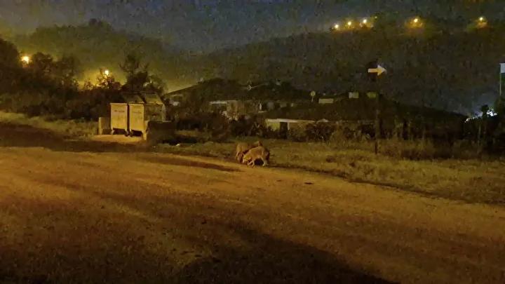 Bartinda Surpriz Goruntuler Suruler Halinde Cakallar ve Vahsi Hayvanlar