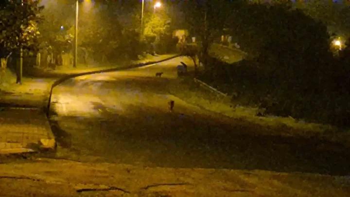 Bartinda Surpriz Goruntuler Suruler Halinde Cakallar ve Vahsi Hayvanlar