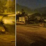 Bartin8217da Surpriz Goruntuler Suruler Halinde Cakallar ve Vahsi Hayvanlar