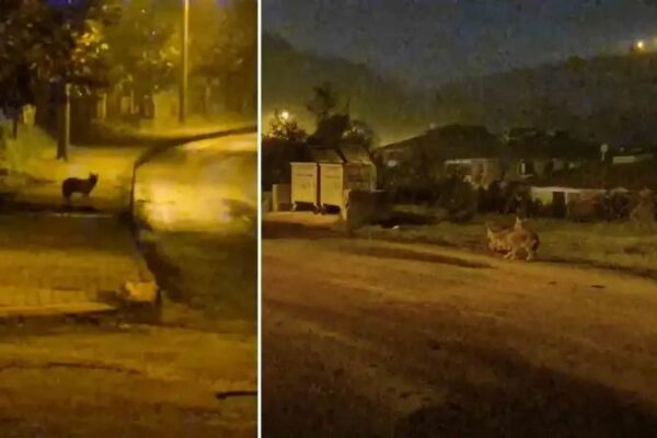 Bartin8217da Surpriz Goruntuler Suruler Halinde Cakallar ve Vahsi Hayvanlar