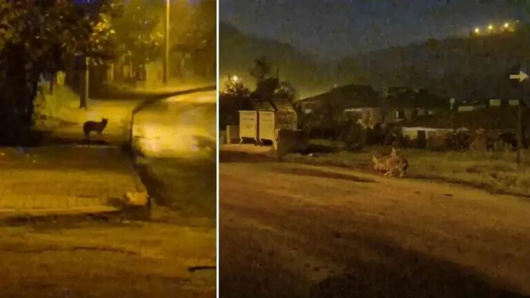 Bartin8217da Surpriz Goruntuler Suruler Halinde Cakallar ve Vahsi Hayvanlar