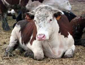 Bolu’da Deli Dana Tespitinin Ardından: Hastalık Hakkında Bilmeniz Gerekenler