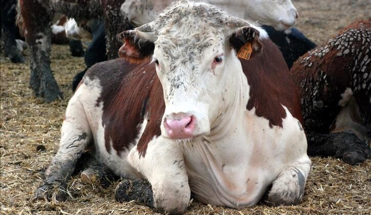 Bolu’da Deli Dana Tespitinin Ardından: Hastalık Hakkında Bilmeniz Gerekenler