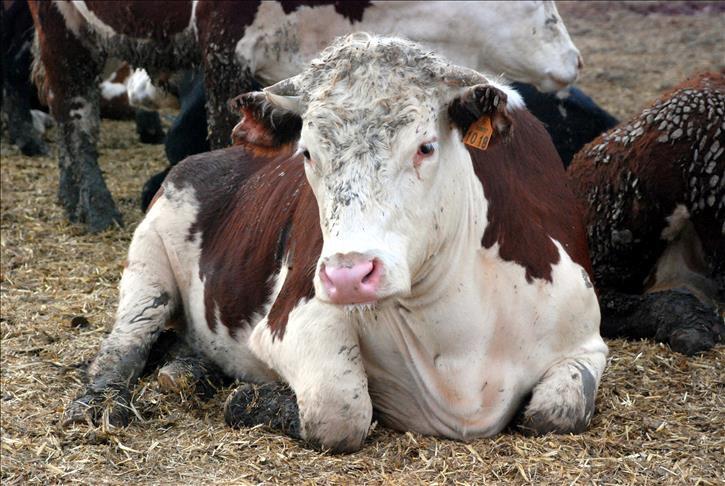 Bolu’da Deli Dana Tespitinin Ardından: Hastalık Hakkında Bilmeniz Gerekenler
