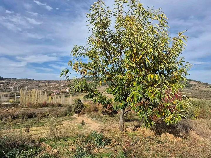 Surecin Detaylari ve Ureticilerin Gorusleri