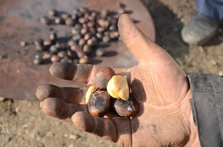 Buldanda Cografi Isaretli Alandiz Kestanesinde Hasat Sevinci