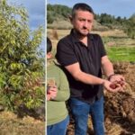 Buldanda Cografi Isaretli Alandiz Kestanesinde Hasat Sevinci