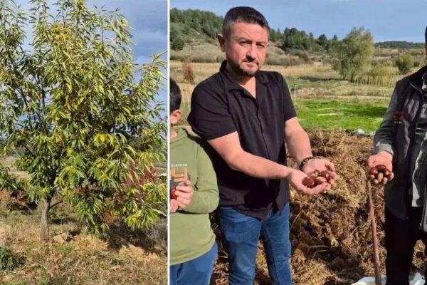 Buldanda Cografi Isaretli Alandiz Kestanesinde Hasat Sevinci