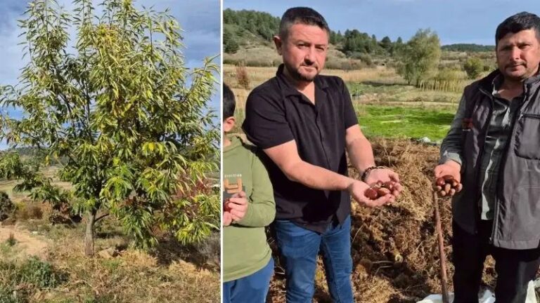 Buldanda Cografi Isaretli Alandiz Kestanesinde Hasat Sevinci