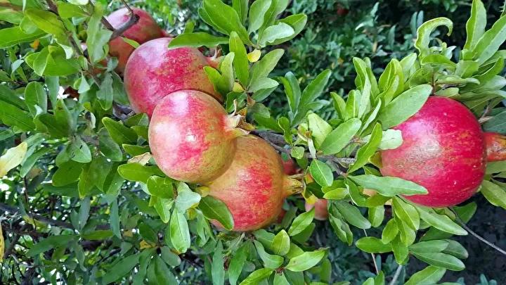 Dağeymiri Mahallesi'nde Geleneksel Nar Ekşisi Üretimi Sürüyor