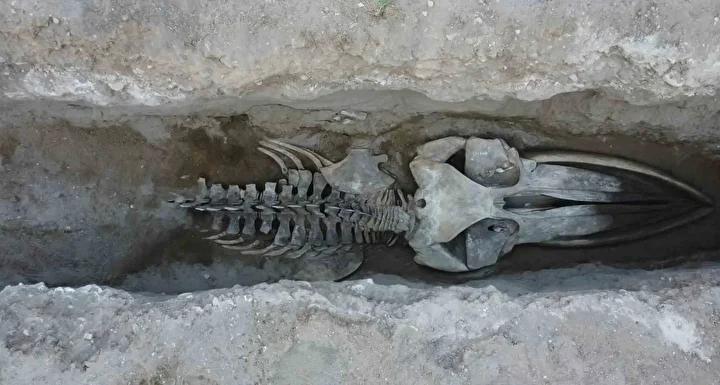 Dev Balina İskeleti Birleştirme Çalışmaları Mersin’de Tamamlanmak üzere