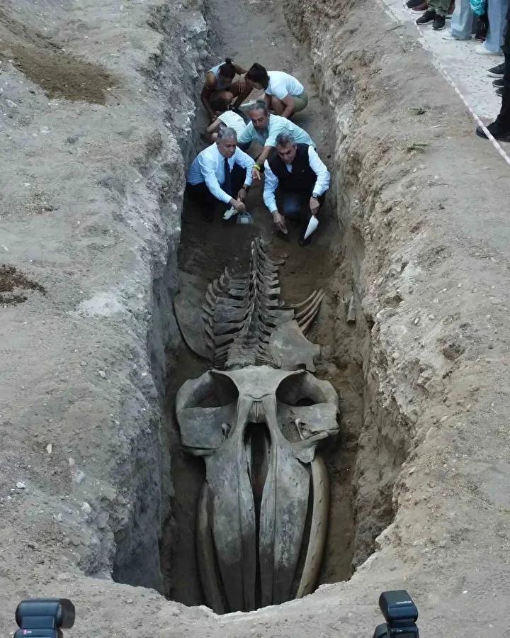 Dev Balina İskeleti Birleştirme Çalışmaları Mersin’de Tamamlanmak üzere