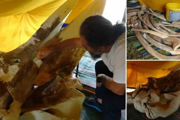 Dev Balina İskeleti Birleştirme Çalışmaları Mersin’de Tamamlanmak üzere