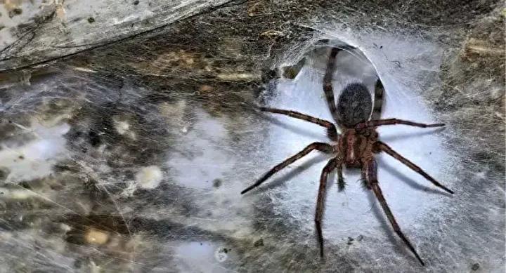 Dunyanin En Buyuk Orumcek Agi ve Gizemli Kukurt Magarasi Kesfi Gorunmeyen Dunyanin Gizemi Sicrayis ve Surdurulebilirlik