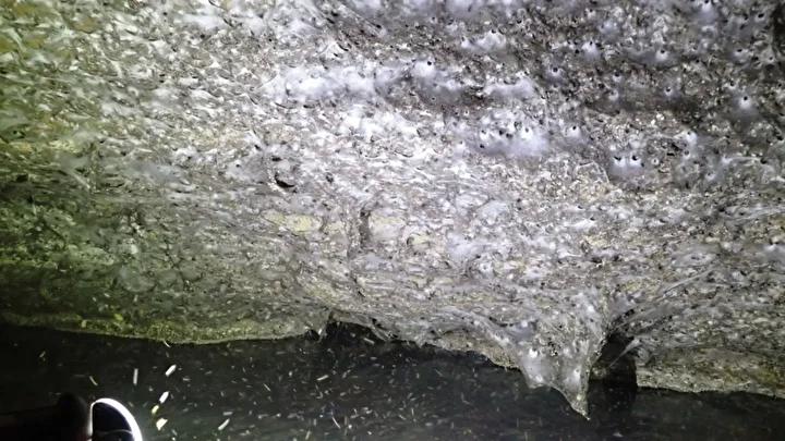 Dunyanin En Buyuk Orumcek Agi ve Gizemli Kukurt Magarasi Kesfi Dunyanin En Buyuk Orumcek Agi ve Gizemli Kukurt Magarasi Kesfi