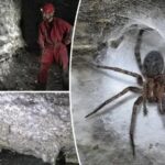 Dunyanin En Buyuk Orumcek Agi ve Gizemli Kukurt Magarasi Kesfi
