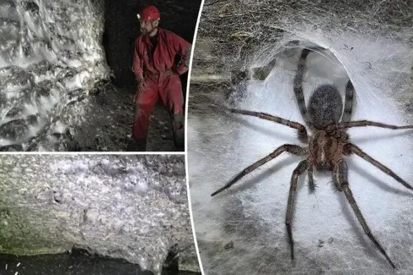 Dünyanın En Büyük Örümcek Ağı ve Gizemli Kükürt Mağarası Keşfi