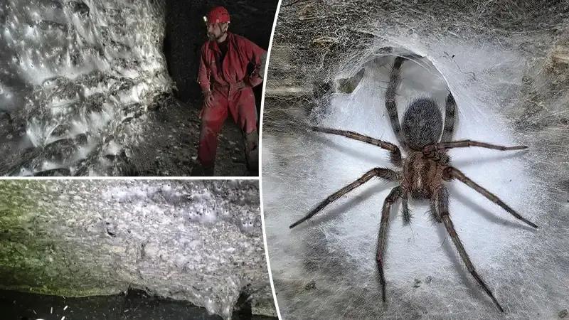 Dünyanın En Büyük Örümcek Ağı ve Gizemli Kükürt Mağarası Keşfi