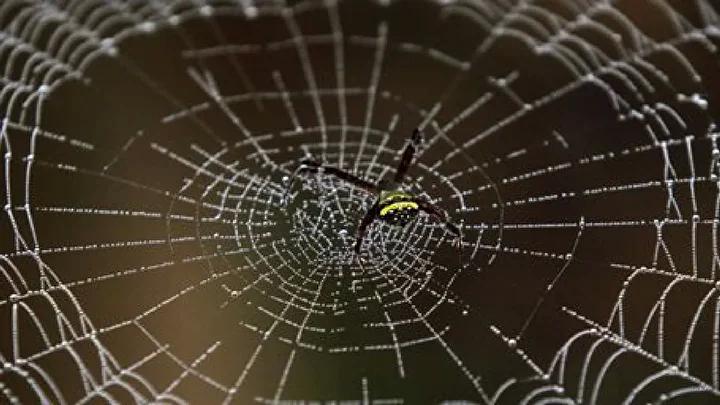 Dunyanin En Buyuk Orumcek Agi ve Gizemli Kukurt Magarasi Kesfi Dunyanin En Buyuk Orumcek Agi ve Gizemli Kukurt Magarasi Kesfi