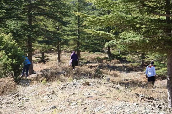 Fekede Sedir Mantari Hasadi ve Ekonomiye Katkisi 1 Hasat Etkinligi ve Yoresel Senlikler