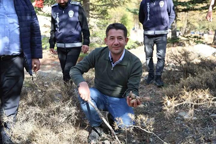 Fekede Sedir Mantari Hasadi ve Ekonomiye Katkisi 3 Ekonomik ve Kulturel Onemi