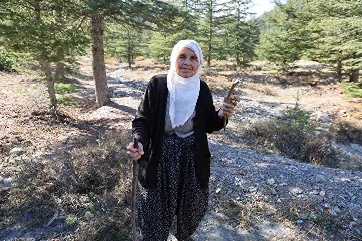 Fekede Sedir Mantari Hasadi ve Ekonomiye Katkisi 5 Gelisen Ticaret ve Gelecek Planlari