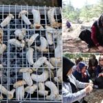 Fekede Sedir Mantari Hasadi ve Ekonomiye Katkisi