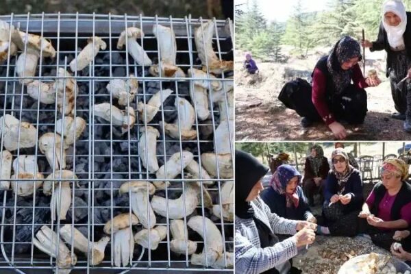 Feke’de Sedir Mantarı Hasadı ve Ekonomiye Katkısı
