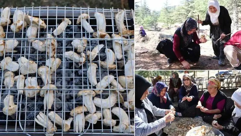 Feke’de Sedir Mantarı Hasadı ve Ekonomiye Katkısı