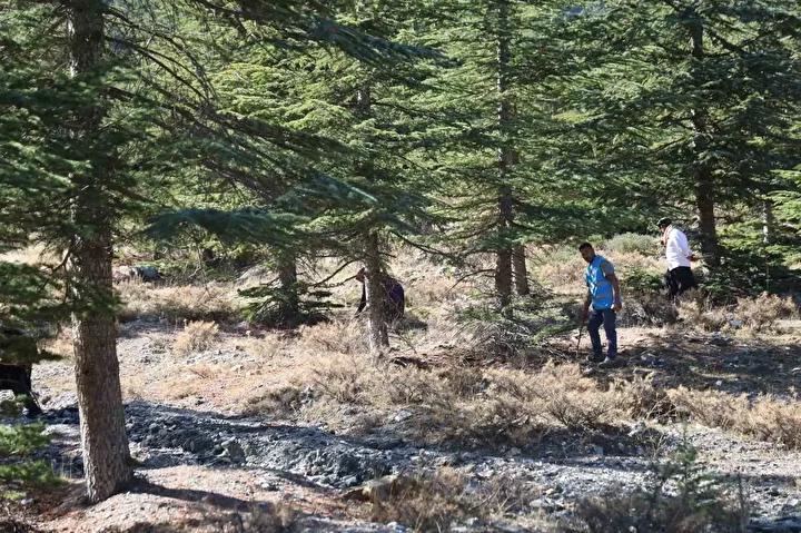 Feke’de Yılın İlk Sedir Mantarı Hasadı ve Ekonomiye Katkısı