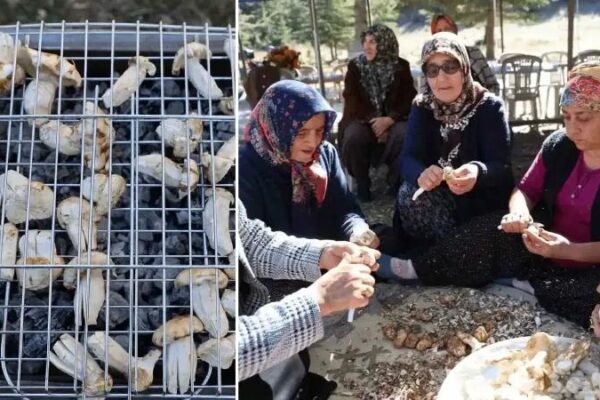 Feke’de Yılın İlk Sedir Mantarı Hasadı ve Ekonomiye Katkısı