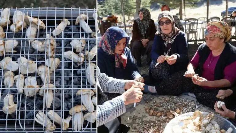Fekede Yilin Ilk Sedir Mantari Hasadi ve Ekonomiye Katkisi