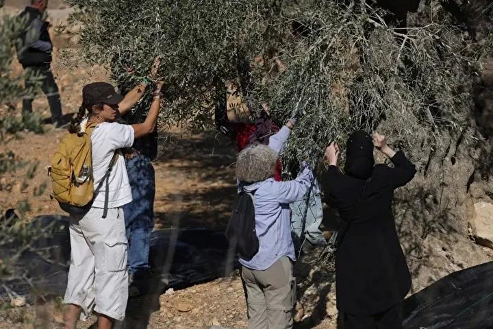 Filistin Zeytin Hasadi Doneminde Israil Saldirilarinda Artis Yasaniyor Saldirilar ve Zararlar