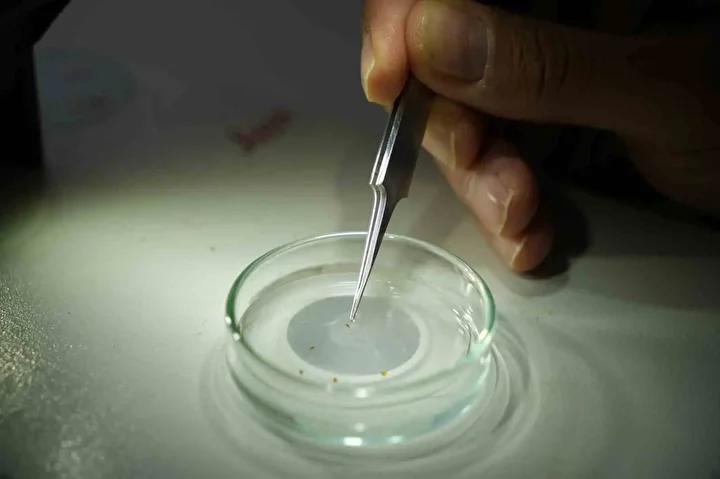 Gaziantep8217te Sinek Istilasi Care Bulunamiyor Vatandaslar Cileden Cikiyor Iklim Degisikligi ve Sinek Populasyonu