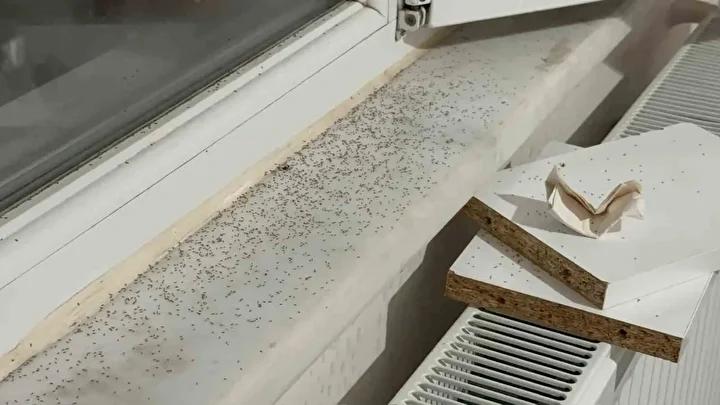 Gaziantep8217te Sinek Istilasi Care Bulunamiyor Vatandaslar Cileden Cikiyor Iklim Degisikligi ve Sinek Populasyonu