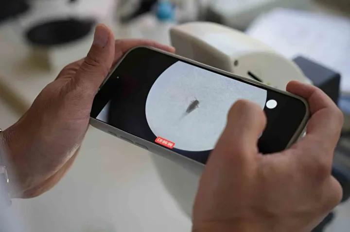 Gaziantep8217te Sinek Istilasi Care Bulunamiyor Vatandaslar Cileden Cikiyor Bilimsel Aciklamalar ve Vatandas Endiseleri