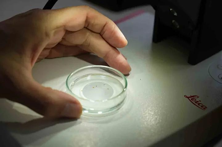 Gaziantep8217te Sinek Istilasi Care Bulunamiyor Vatandaslar Cileden Cikiyor Vatandaslarin ve Tarimcilarin Cozum Talepleri