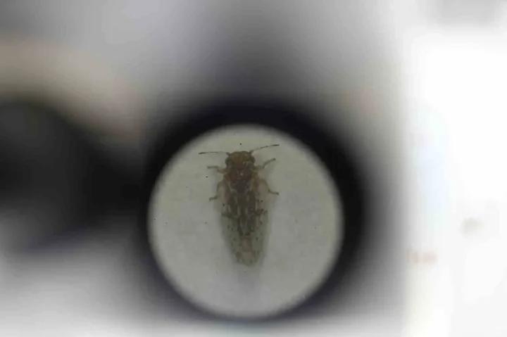 Gaziantep8217te Sinek Istilasi Care Bulunamiyor Vatandaslar Cileden Cikiyor Gaziantepte Sinek Istilasi Care Bulunamiyor Vatandaslar Cileden Cikiyor