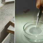 Gaziantep8217te Sinek Istilasi Care Bulunamiyor Vatandaslar Cileden Cikiyor