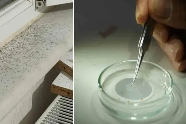 Gaziantep’te Sinek İstilası: Çare Bulunamıyor, Vatandaşlar Çileden Çıkıyor