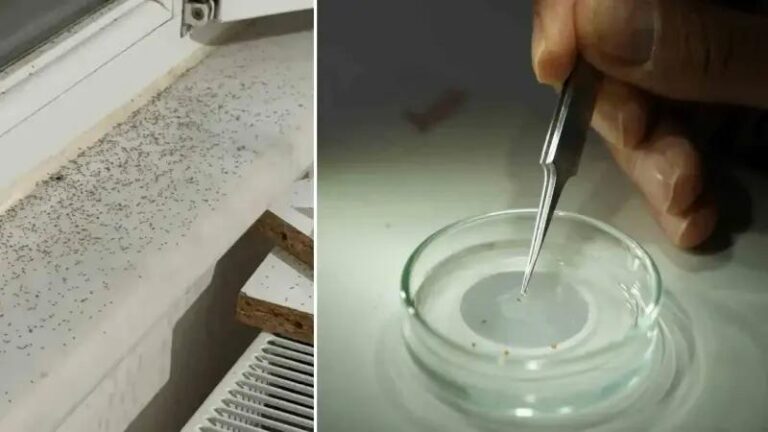 Gaziantep8217te Sinek Istilasi Care Bulunamiyor Vatandaslar Cileden Cikiyor