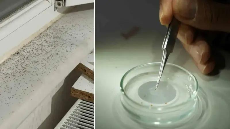 Gaziantep’te Sinek İstilası: Çare Bulunamıyor, Vatandaşlar Çileden Çıkıyor